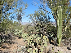 120 Saguaro National Park